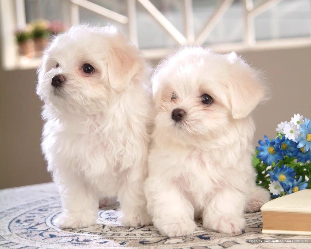 72Pics] Cuddly White Maltese Puppies (Vol.1) 1280x1024 NO.3 ...