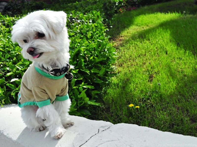 Index Of /user content/uploads/wall/o/36