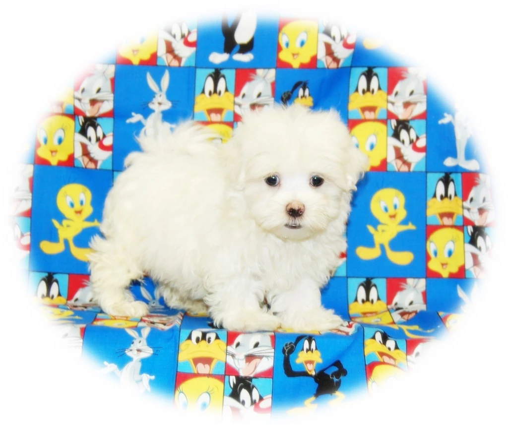 Dogs Cute White Puppy Adorable Maltese Wallpapers Pictures Free ...
