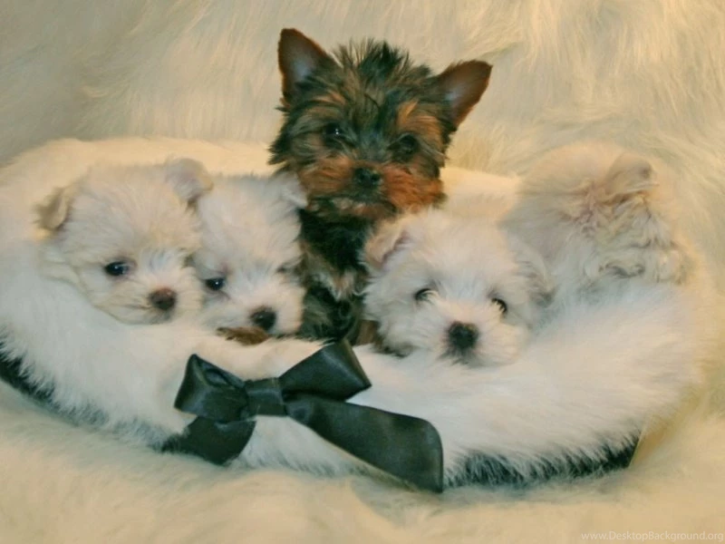 Maltese Terrier Puppies PC Wallpapers
