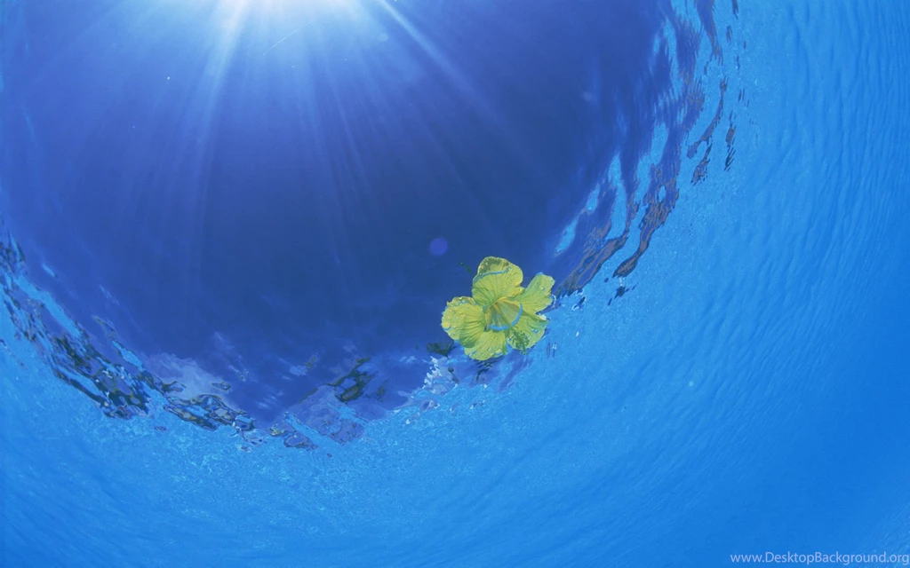 Hawaii Beach Hawaii's Aquamarine Sea And Blue Sky 1920x1200 NO ...