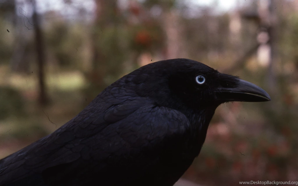 44 Crow HD Wallpapers