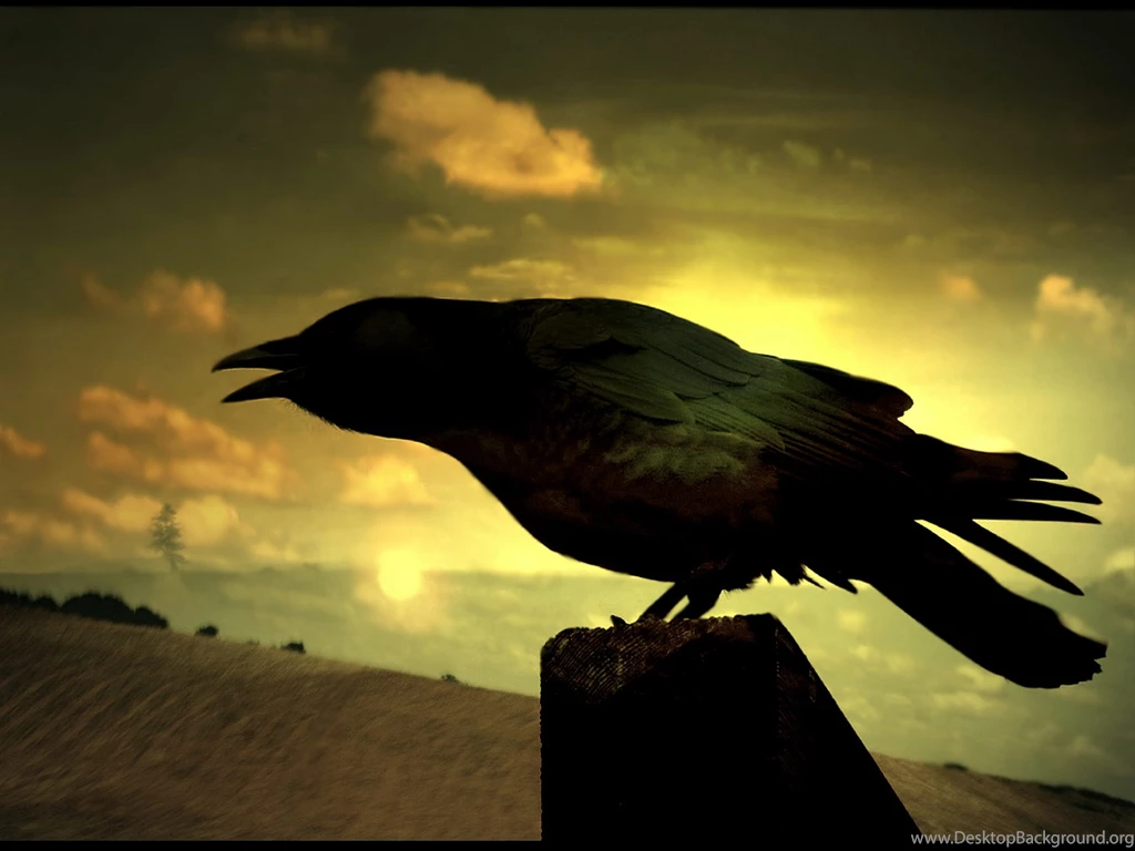 Crow Wallpapers For PC