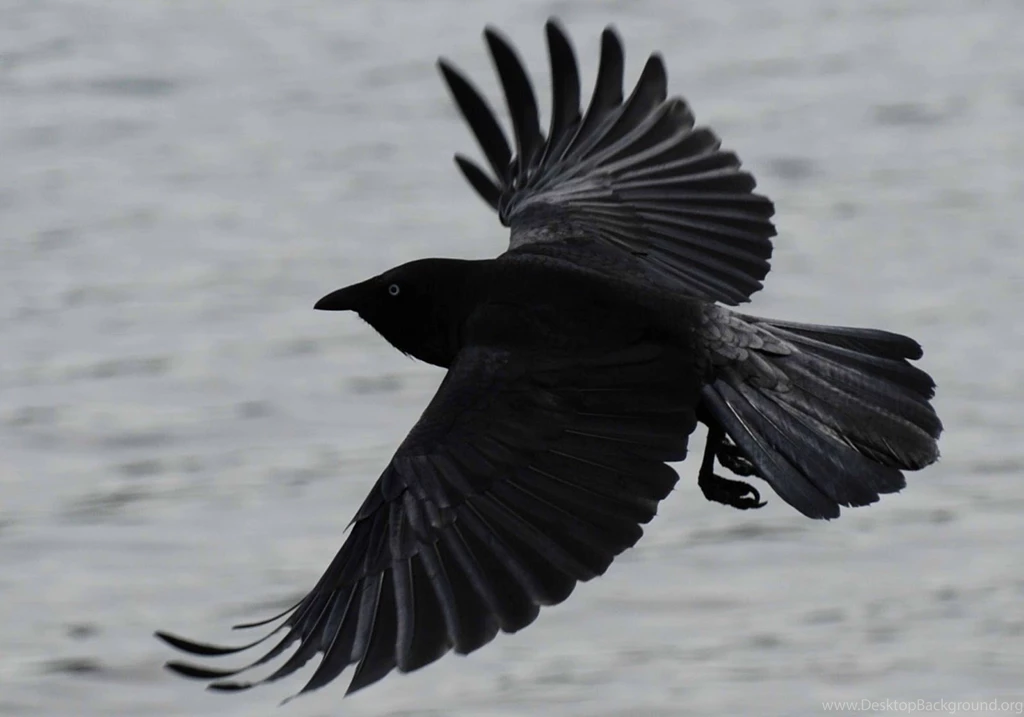 HD Crow Wallpapers And Photos