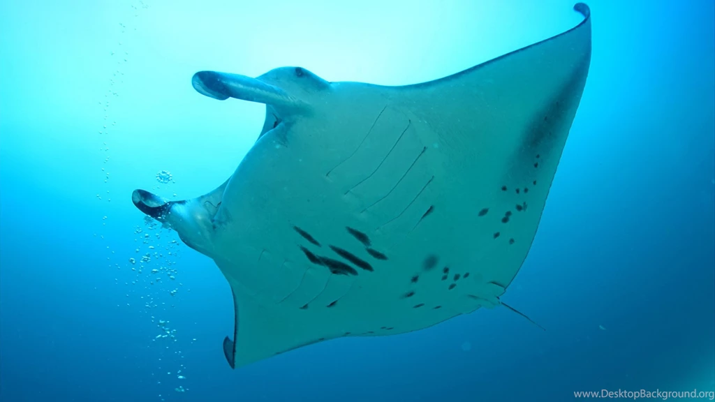 19 Manta Ray HD Wallpapers