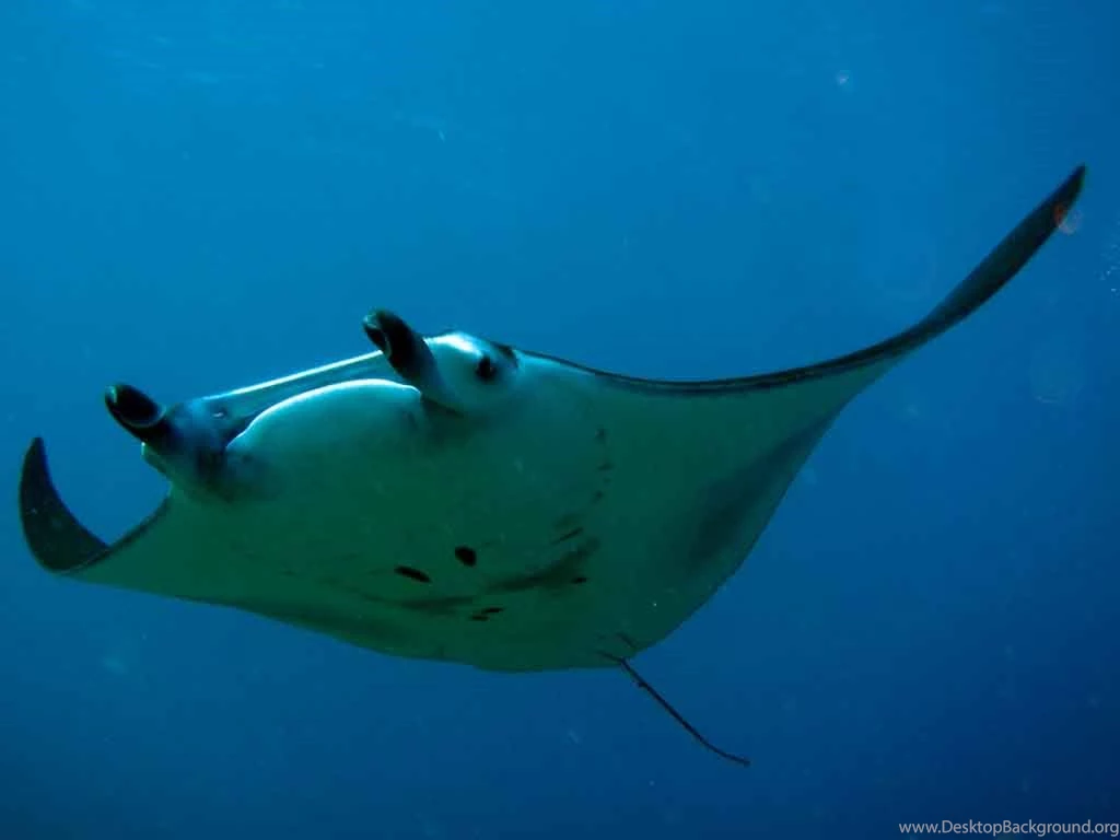 Free Manta Ray Wallpapers Download Animals Town