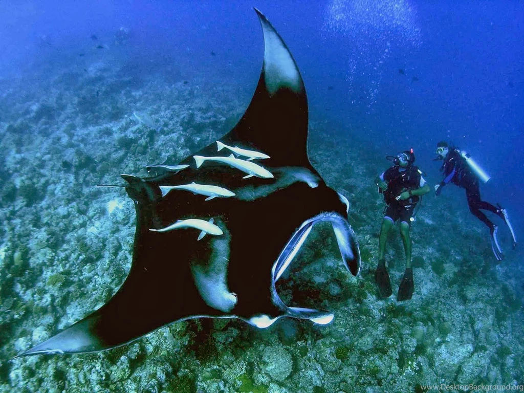 Asia Strange News: Manta Ray Tourism In Indonesia