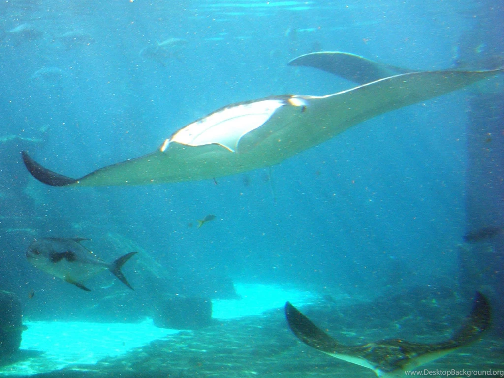 Free Manta Ray Wallpapers Animals Town