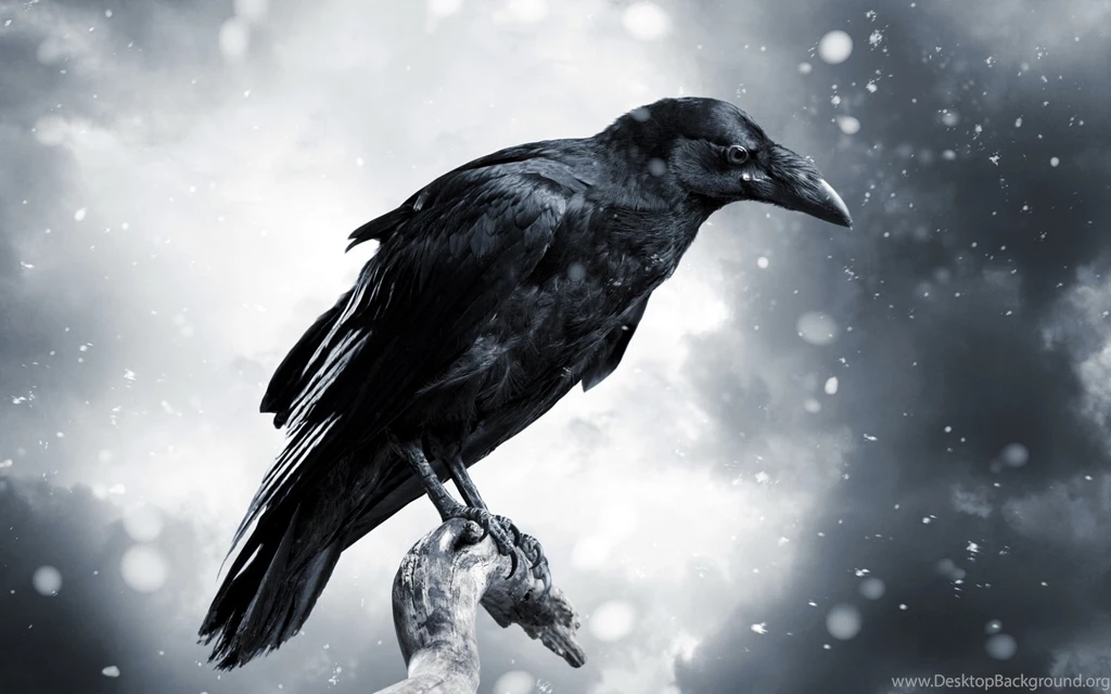 Birds: Crow Animal Snow Bird Backgrounds Pictures For HD 16:9 High ...