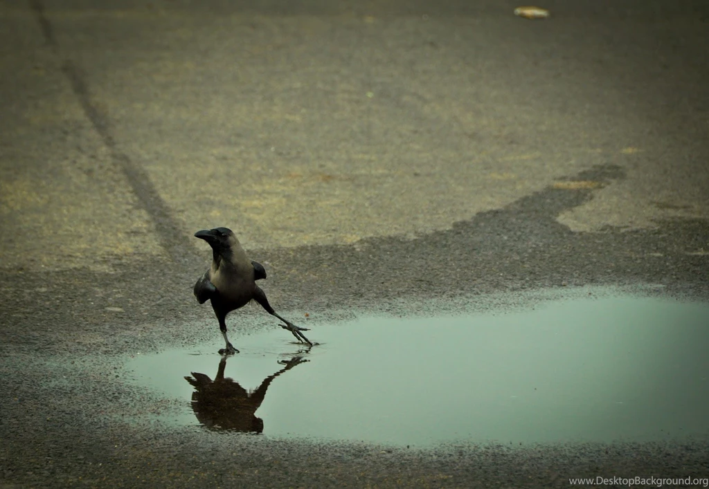 Crow Bird Wallpapers