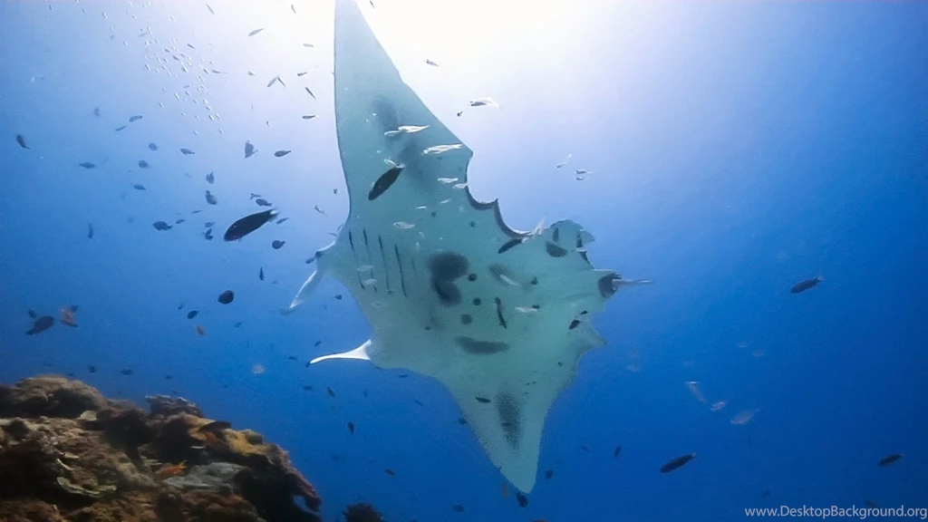 Manta Ray With Shark Bites On Its Wings And Tail YouTube