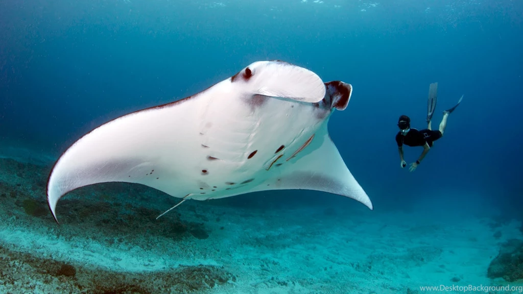 1920x1200px Manta Ray