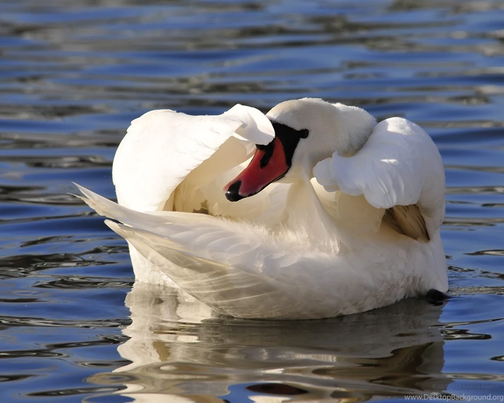 Top Crosscards Wallpapers Desktop Wallpapers