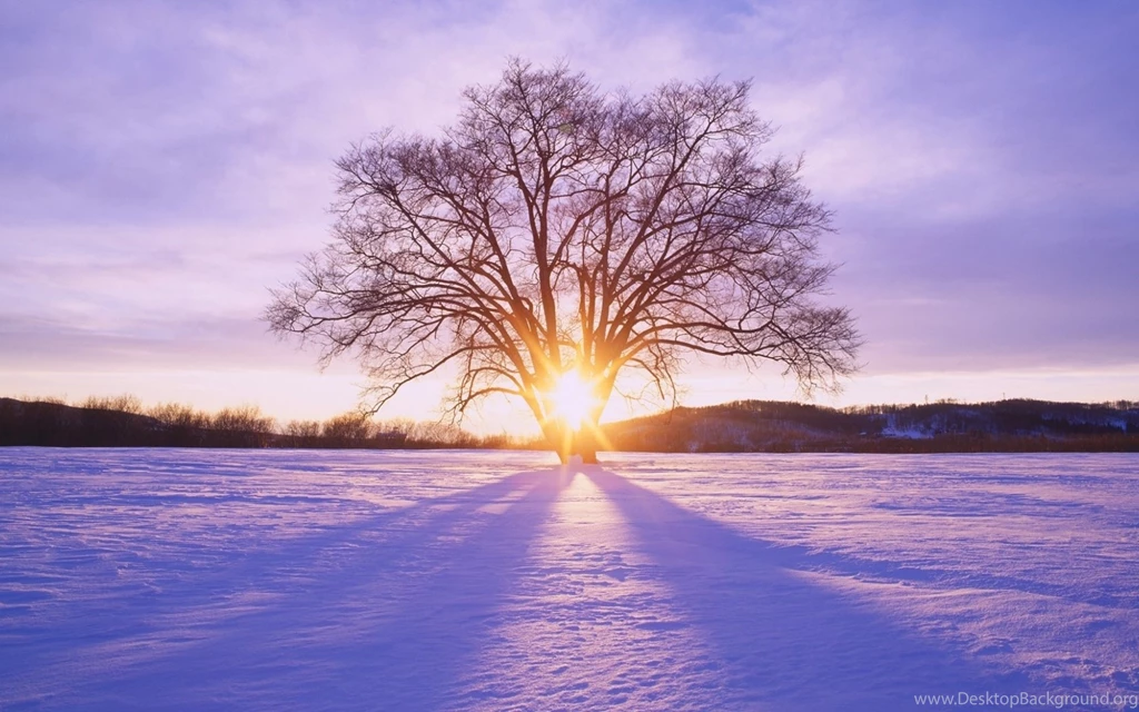 1680x1050 Shiny Sun Tree & Snow Scenery Desktop PC And Mac Wallpapers
