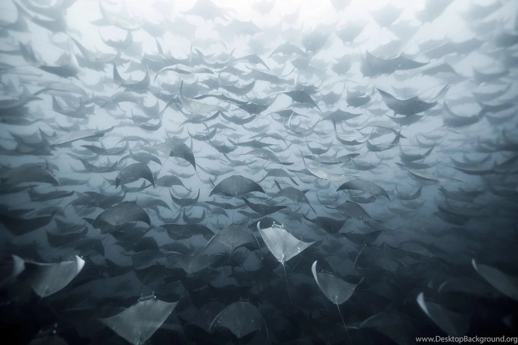 Manta Rays Herd : Pics