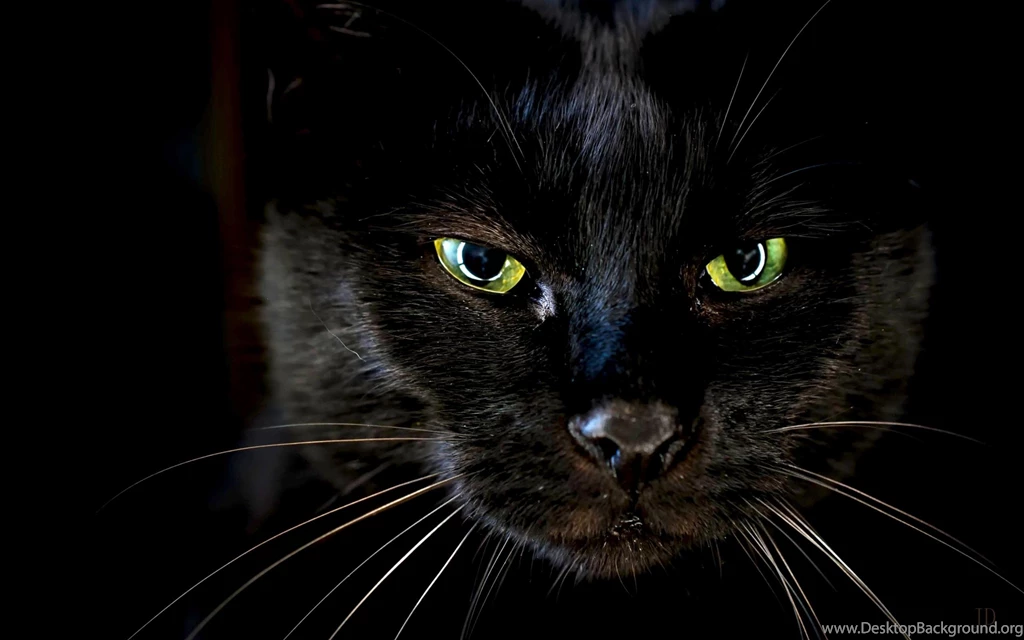 Pantera >> HD Wallpaper, Get It Now!