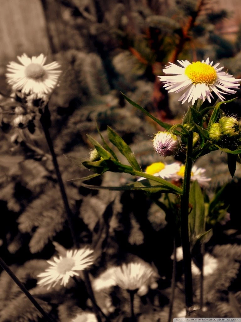 Special? HD Desktop Wallpapers : High Definition : Mobile