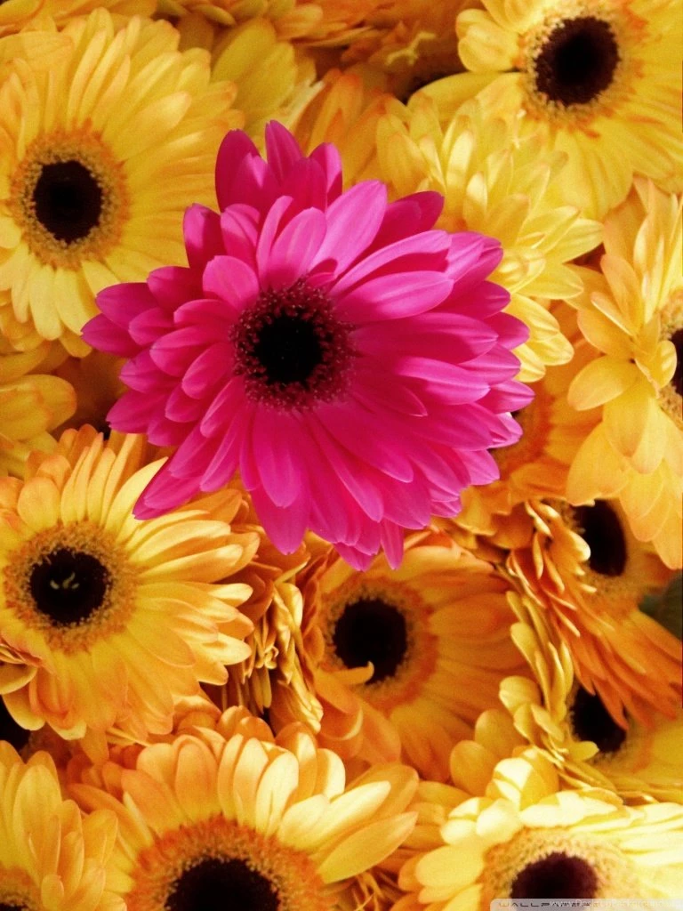 You Are The Special One HD Desktop Wallpapers : High Definition ...