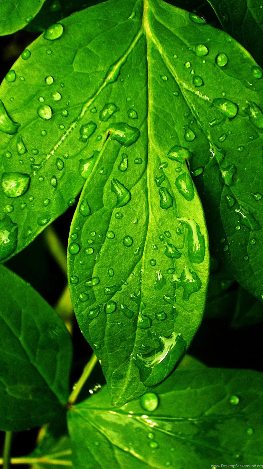 Special Iphone 6 High Resolution Wallpaper Backgrounds