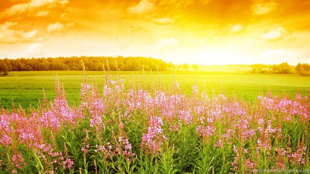 Summertime Desktop Backgrounds Wallpapers Cave
