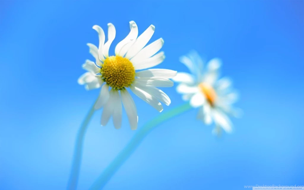 Windows 8 Default Wallpapers HD Desktop Wallpapers : High Definition ...