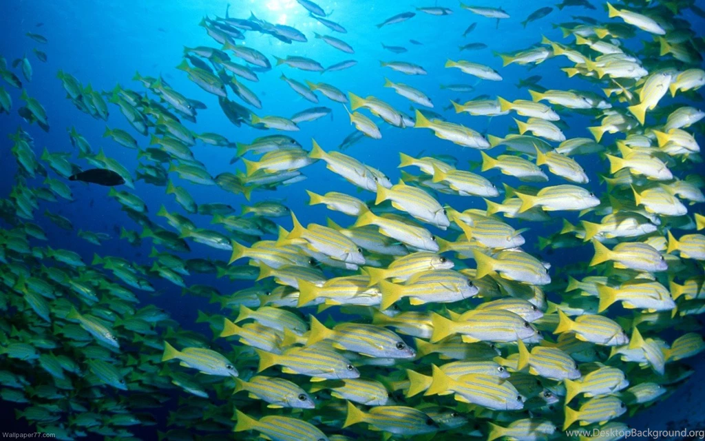 Wallpapers Ocean Sea Underwater Tagged Fish Water 1440x900 ...