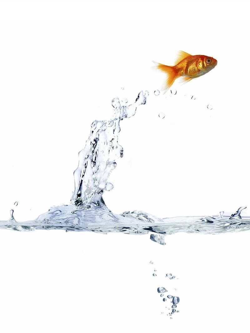 Water,fish Water Fish Water Drops 1200x1600 Wallpapers Fish