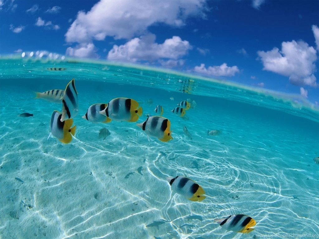 What Do Fish Eggs Look Like In The Water
