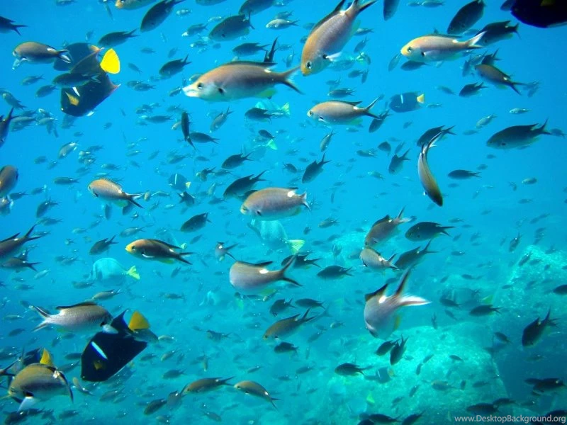 Water Fish 1920x1080 Wallpapers – Animals Fish HD Desktop Wallpapers