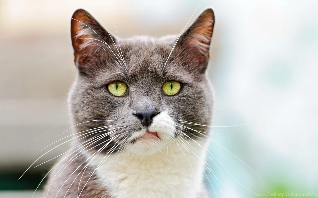 Cat Surprisingly Annoying Wallpaper,Cat HD Wallpaper,Surprisingly ...