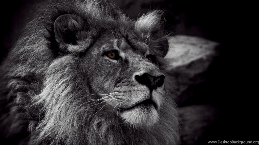 Nature Wallpapers Animals, Lions, Dimgray, Darkgray