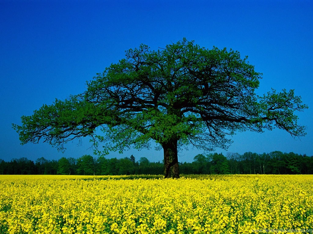 Free Seasonal Desktop Backgrounds