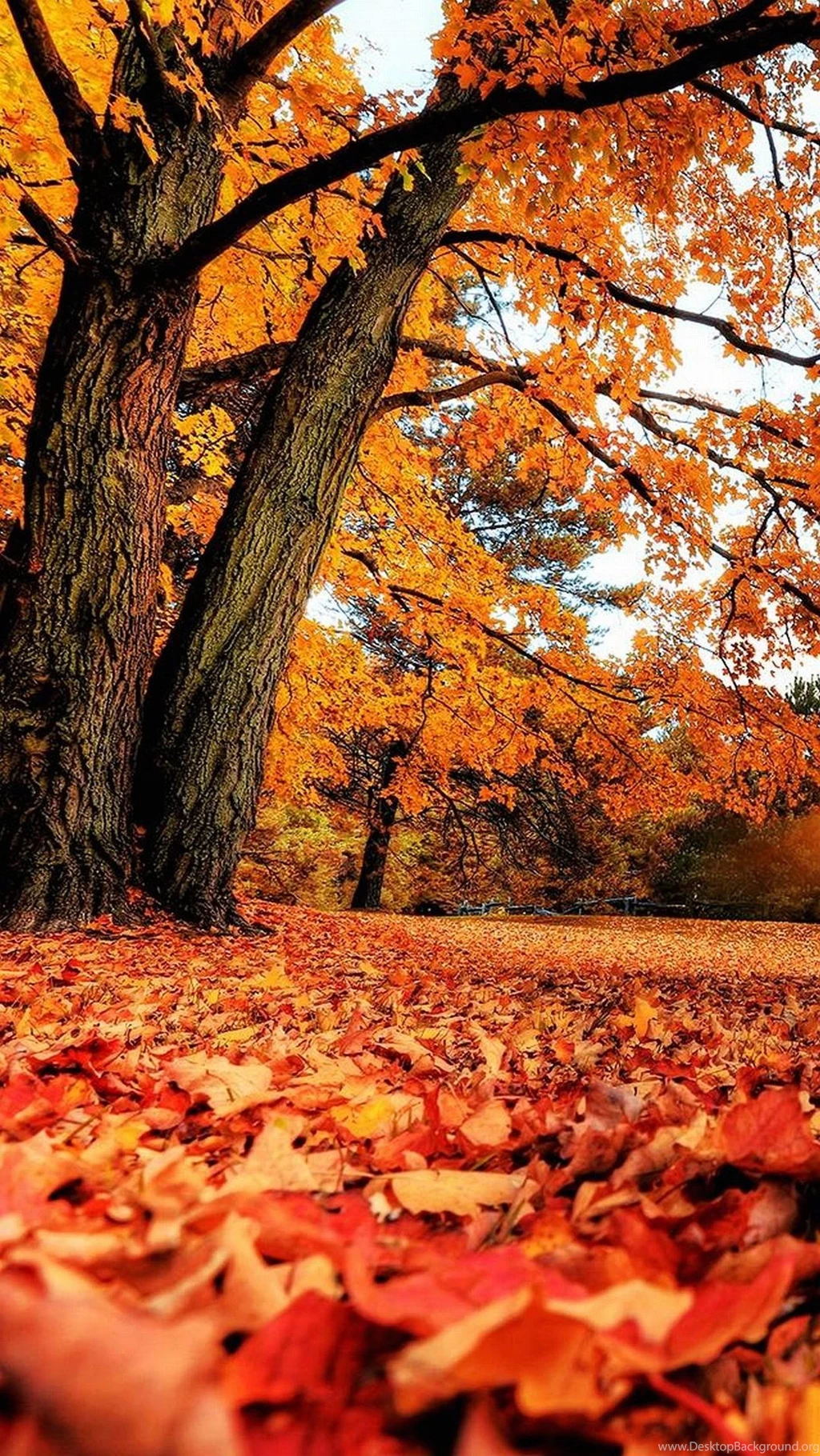 1440x2560 Nature Wallpapers