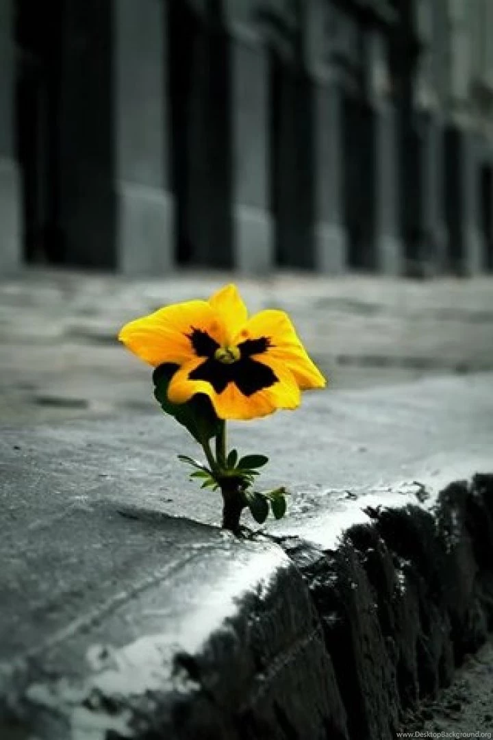 Hd Nature Wallpapers Taglist Page 42 For Mobile Phone.