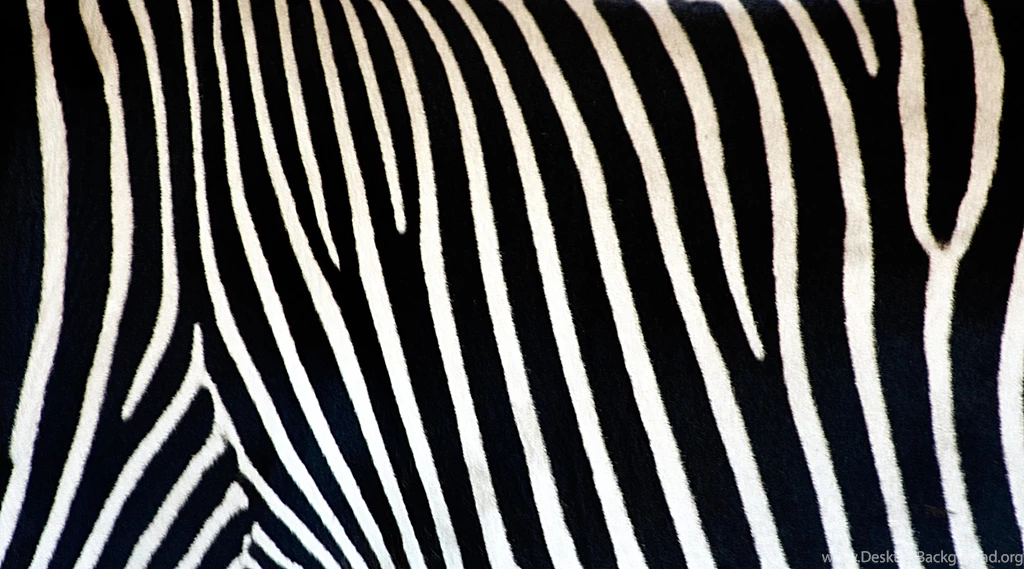 Zebra Print Wallpapers Peace Wallpapers
