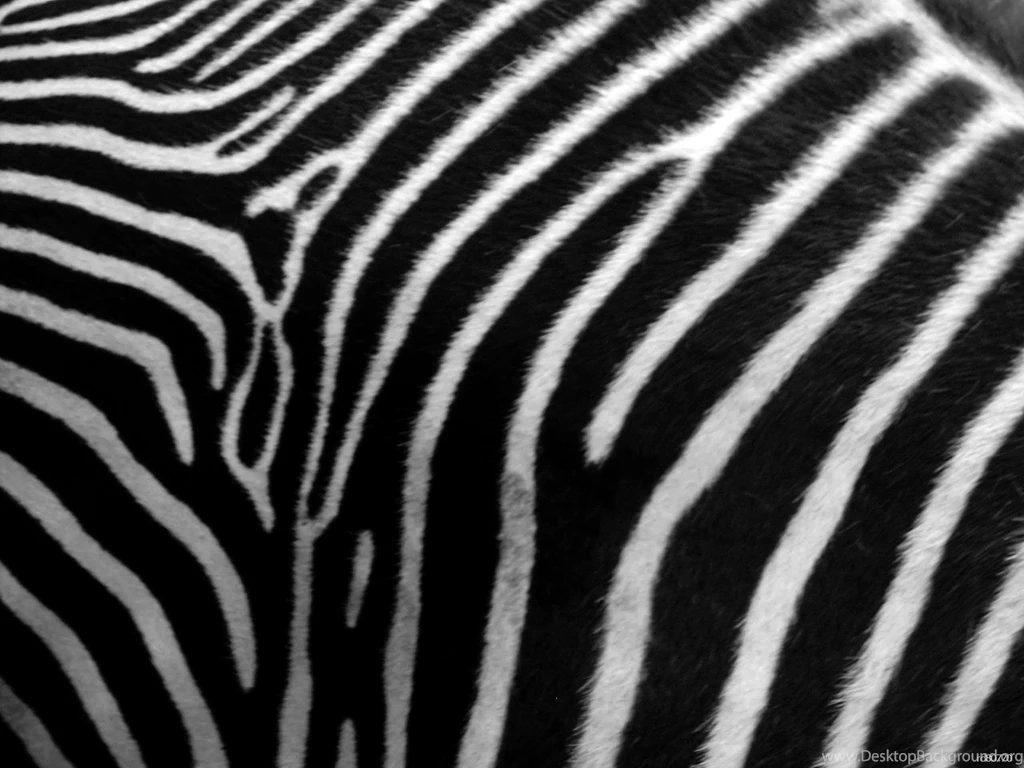 Zebra Print Wallpapers