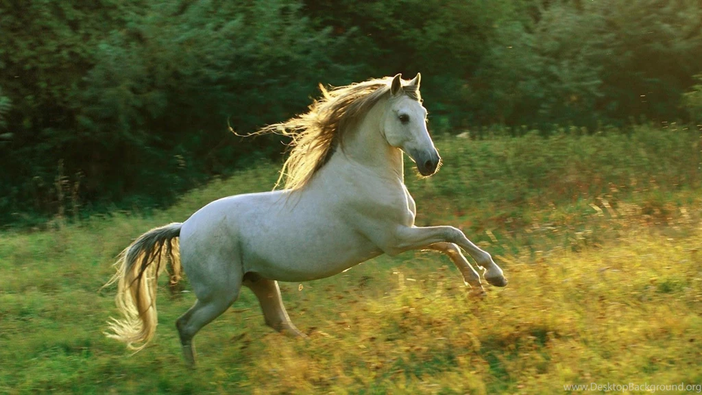 Oneimirate.blogspot.com: Top 23 Horse Wallpapers In HD ...