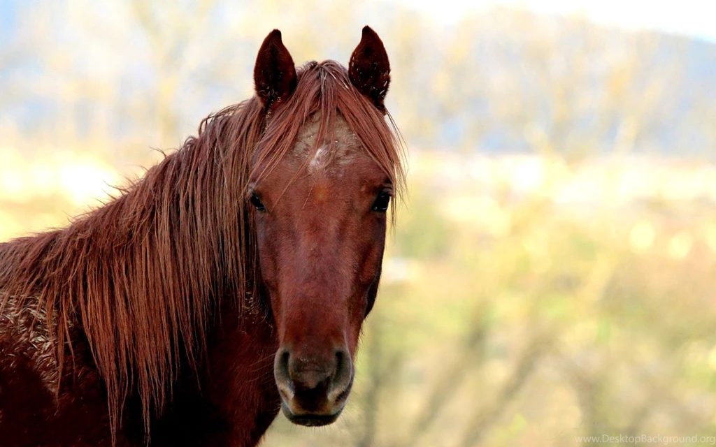 Beautiful Horse Wallpapers