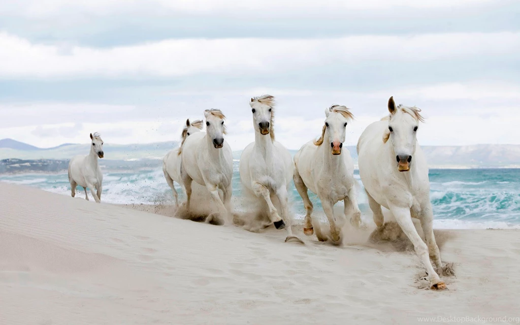 Horse Wallpapers Hd