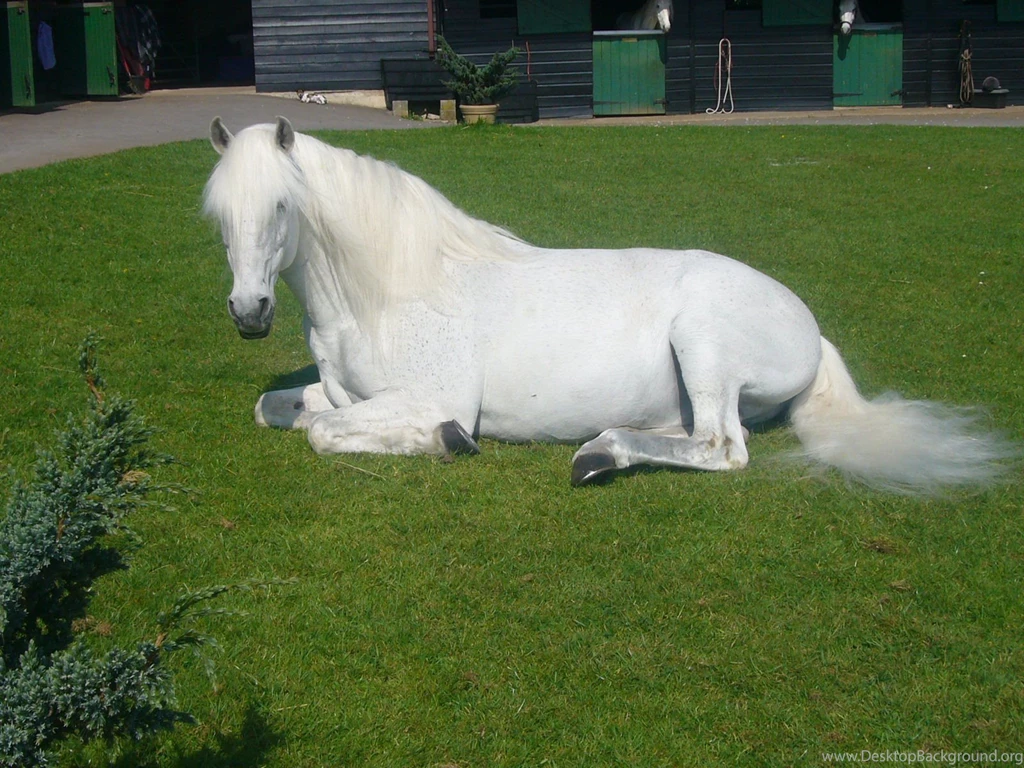 Lovely Andalusian Horse Download Free Hd Beautiful Wallpapers Of ...