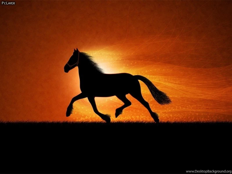 Beautiful Black Horse Wallpapers