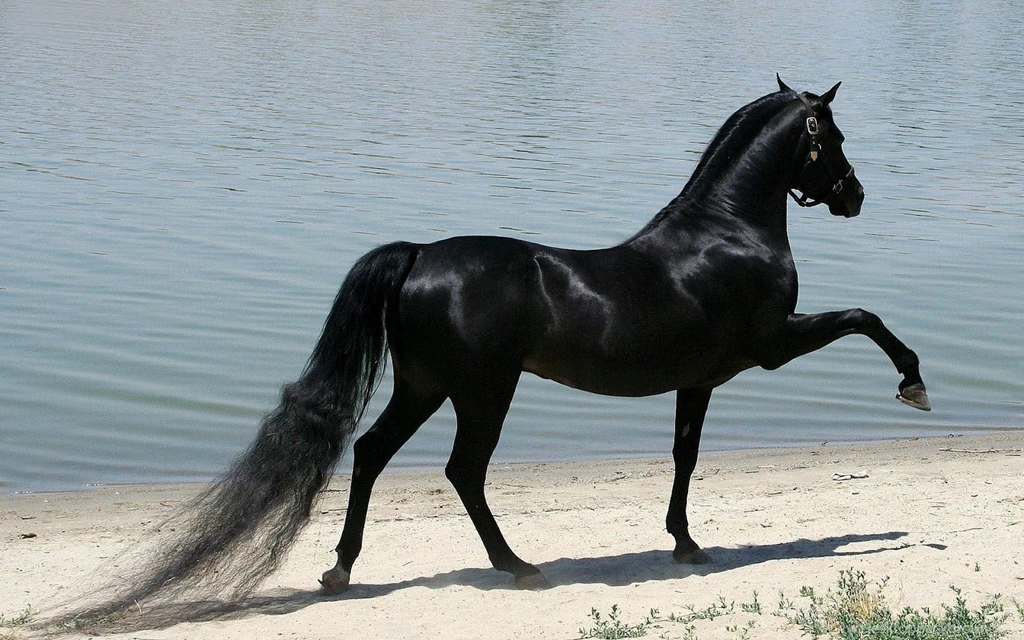Horses High Definition Wallpapers.