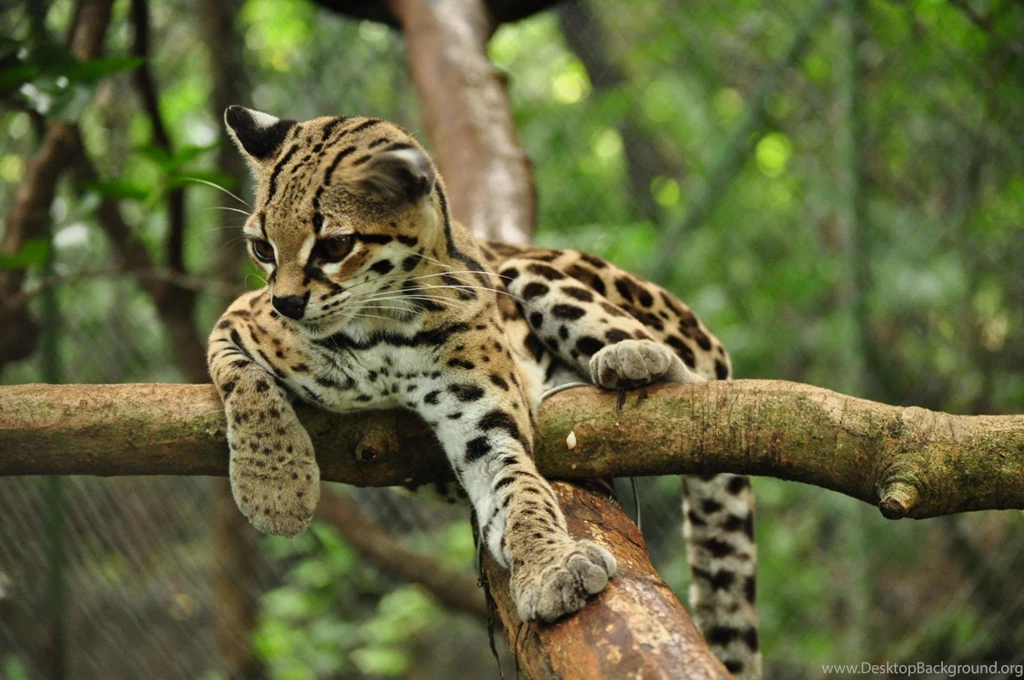 Cute Rare Animals Wild Animal Live Bcaeaf