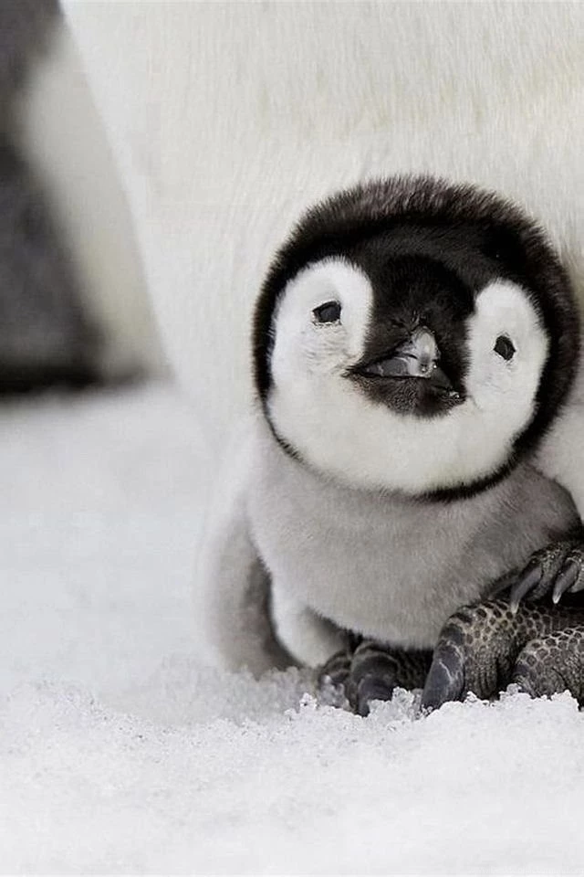 Cute animal iphone wallpapers ...