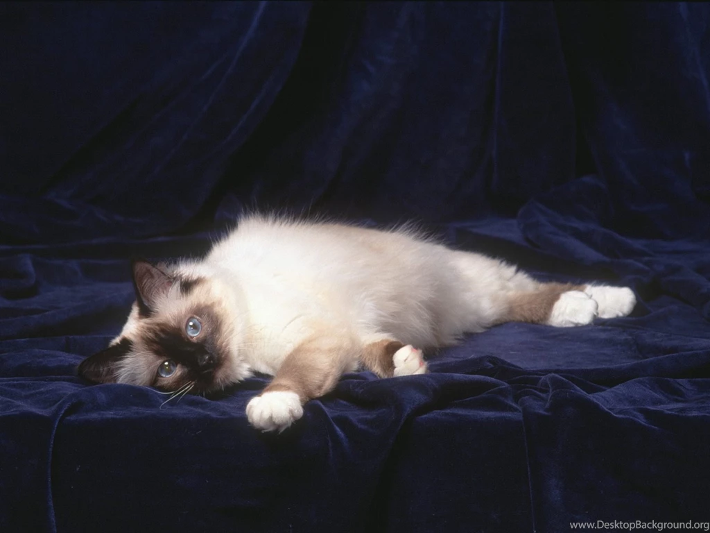 Free Live Animal Wallpapers : Special HD Desktop Wallpapers ...