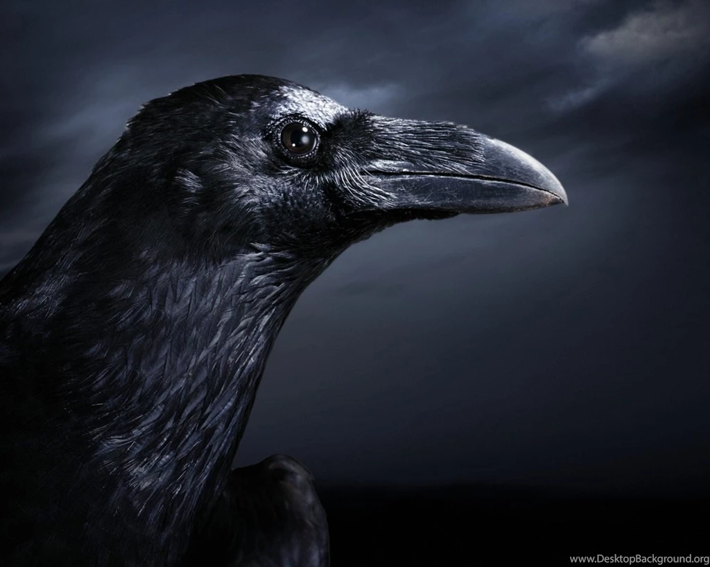 Cute crow, Birds