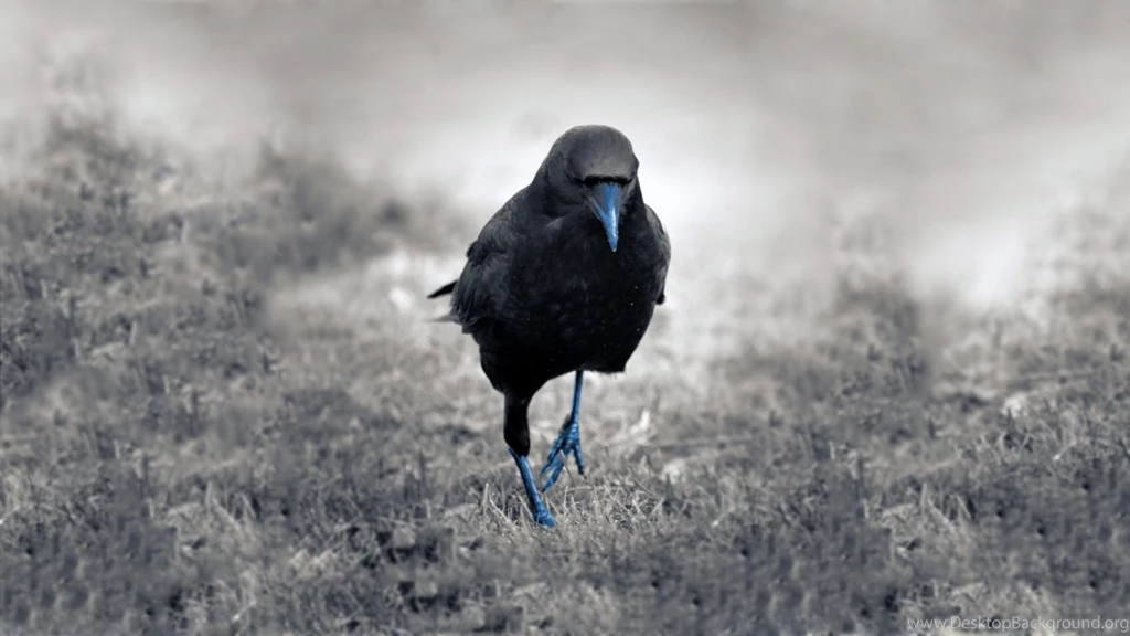 Wallpapers Crows Crow Hd 1366x768