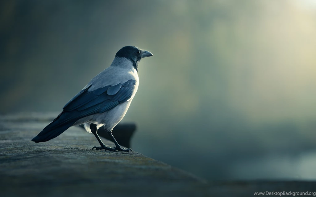 6825928 crow wallpapers