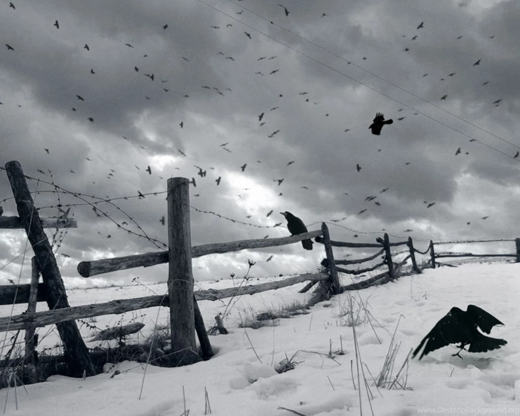 HD Crow Wallpapers And Photos