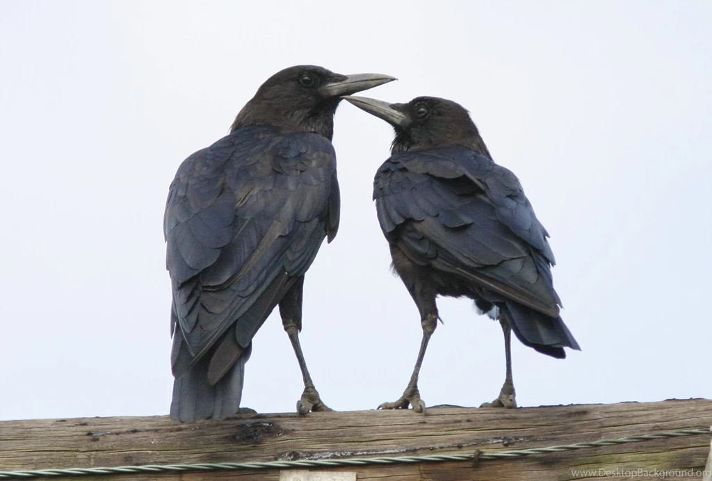 Crow Pair Hd Wallpapers Free Hd Wallpapers